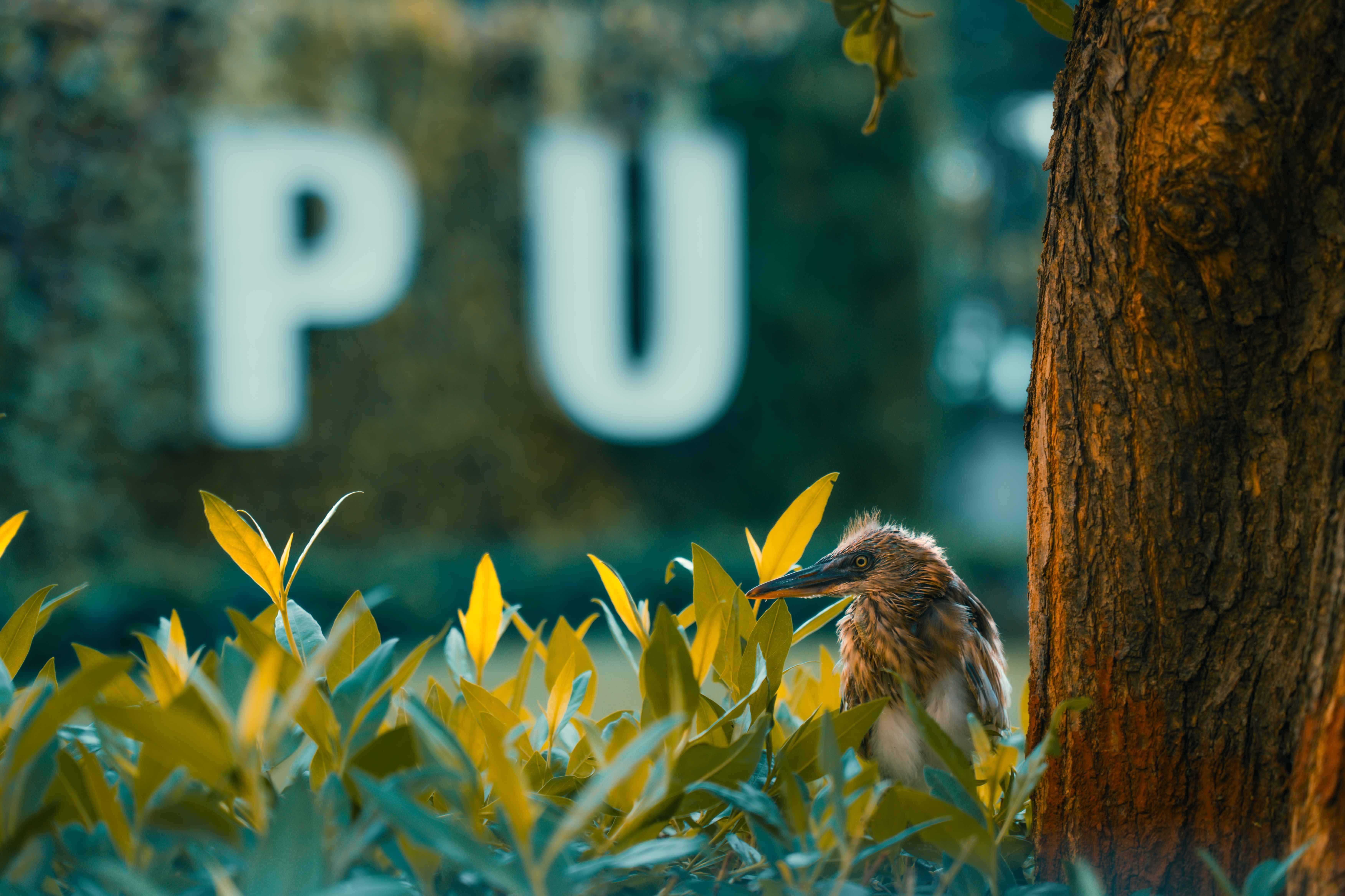 Parul University vibrant campus life at PU photo 4